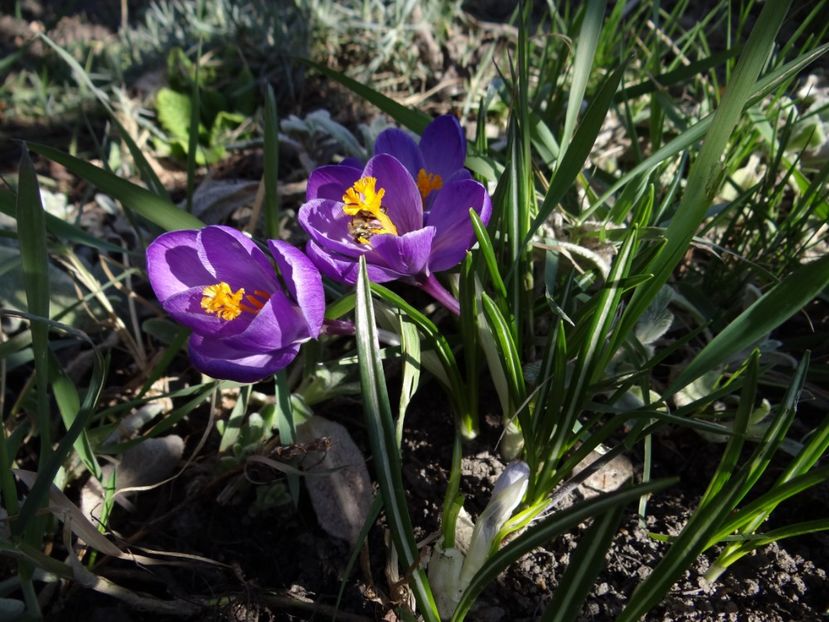  - E primavara iarasi primavara