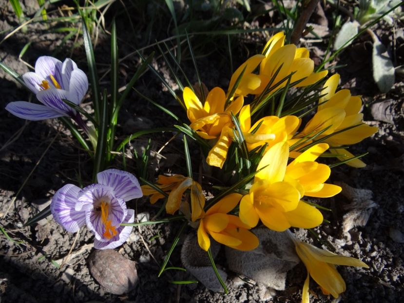  - E primavara iarasi primavara