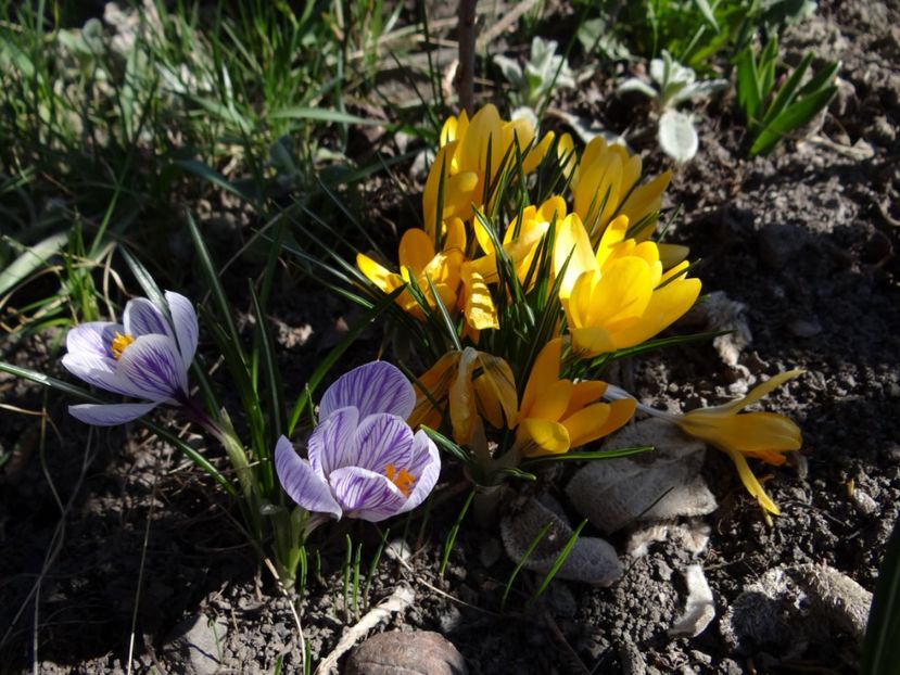  - E primavara iarasi primavara