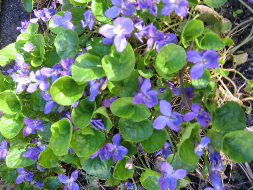 Picture 7766 - Flori de gradina 2015-2018