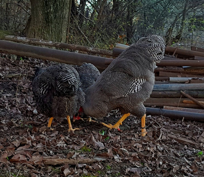 17623048_1744730085839080_1740259202_o - 2017 Plymouth