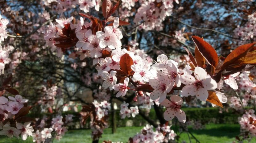  - Primavara lui 2017