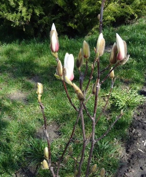 11682_1059807854033656_5950502176361037679_n (2) - P--GRADINA MEA