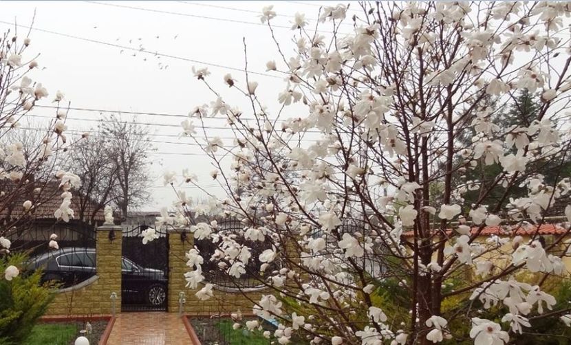  - P--GRADINA MEA
