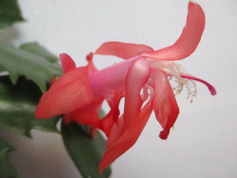  - Florile mele martie 2017