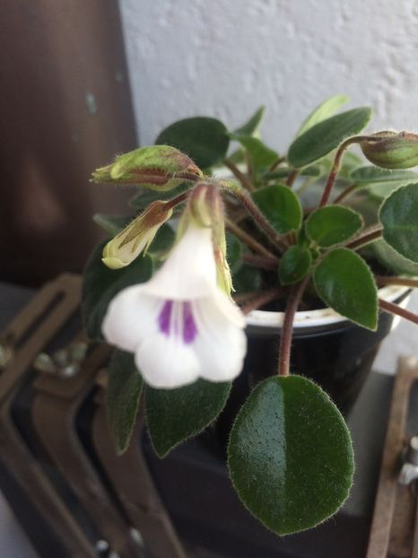 31.03.2017 - Chirita Tamiana