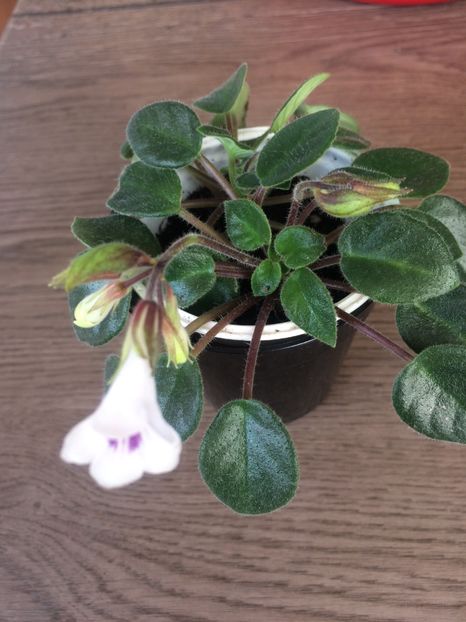 31.03.2017 - Chirita Tamiana