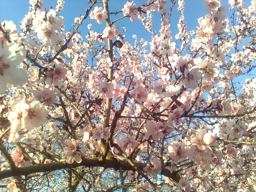 31- Martie 2017 - PRIMAVARA -2015 - 2016 - 2017