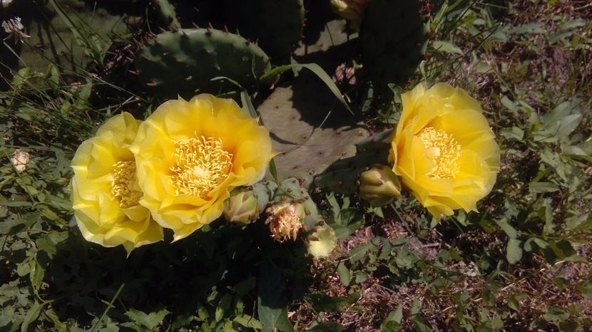 poze 2016 cactusi  si altele 018 - cactusii mei