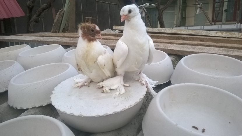  - de vinzare cuiburi ipsos