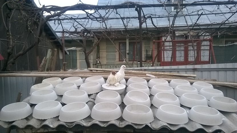  - de vinzare cuiburi ipsos