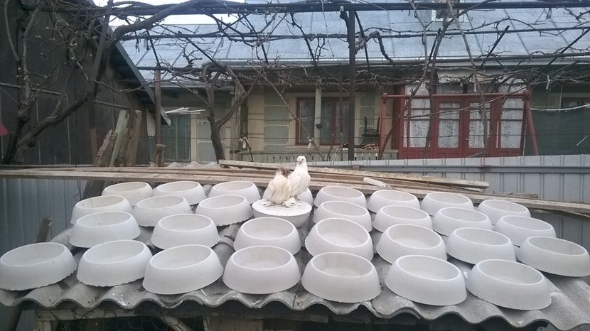  - de vinzare cuiburi ipsos