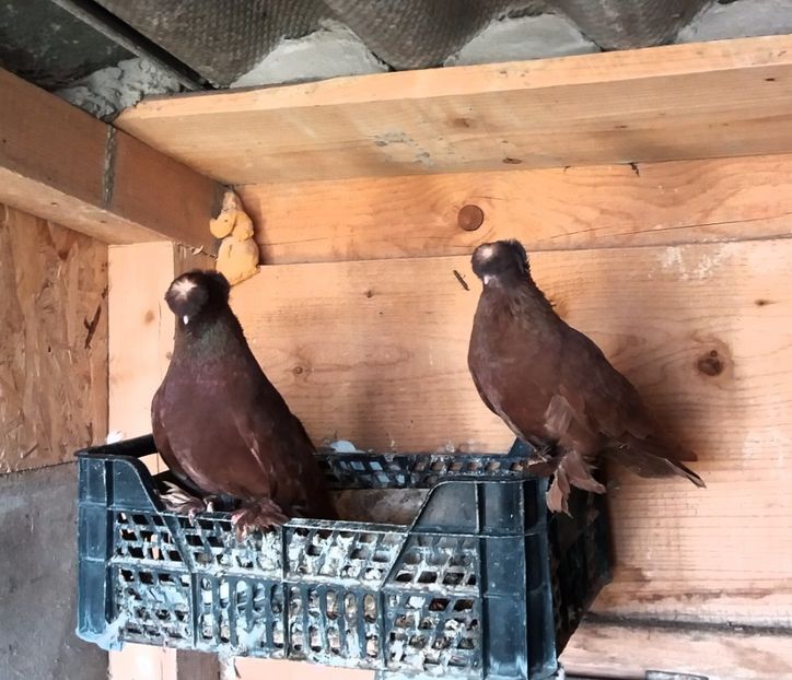  - JDB-unicolori ROSII