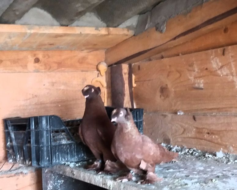  - JDB-unicolori ROSII