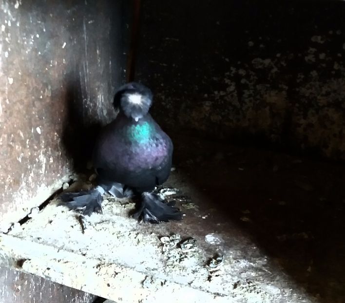  - JDB-unicolori NEGRI