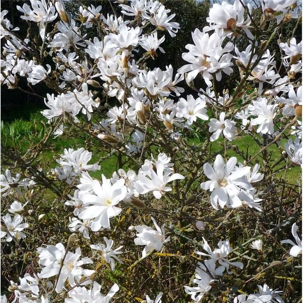 Magnolia Stellata - PERENE - achizitii