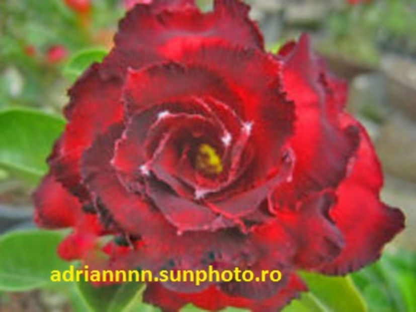 Adenium Luktawada - 1 AA SEMINTE ADENIUM DE VANZARE o noua TRANSA 2023