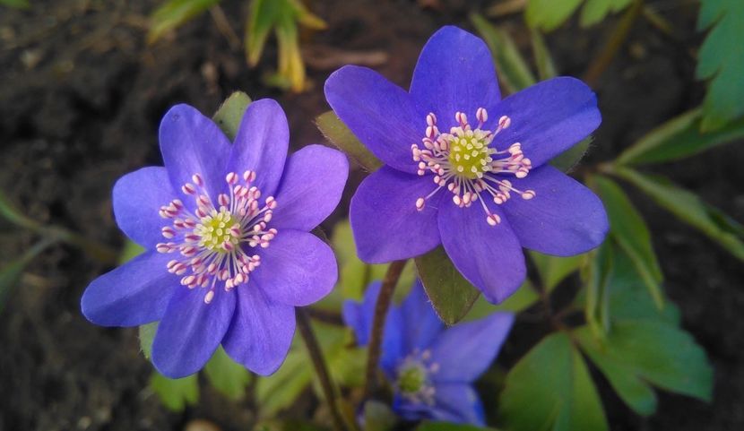 Hepatica nobilis - 2017 plantele mele