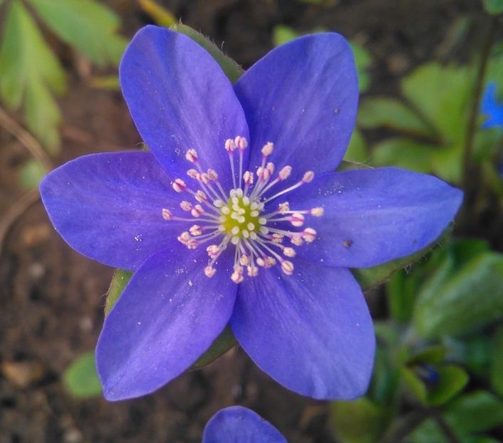 Hepatica nobilis - 2017 plantele mele