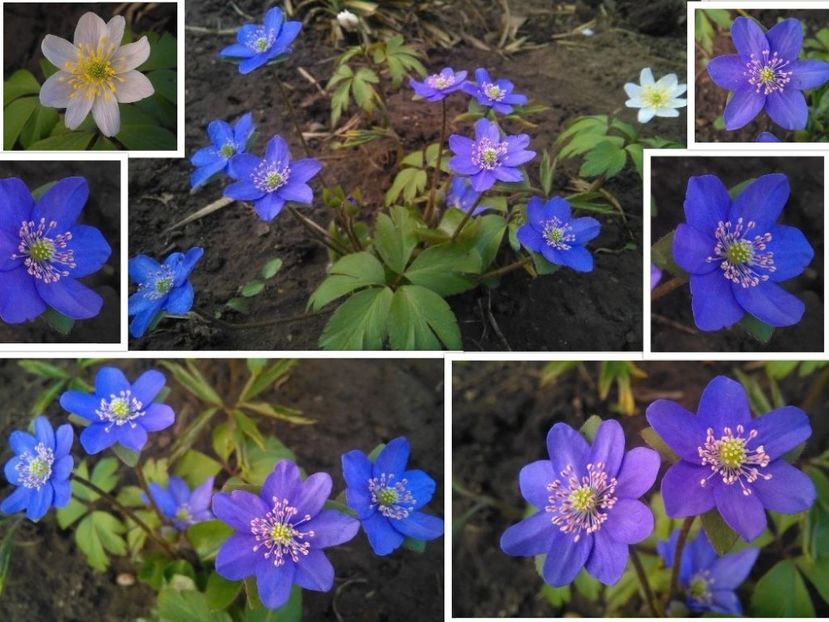 collage-2017-03-28 - 2017 plantele mele