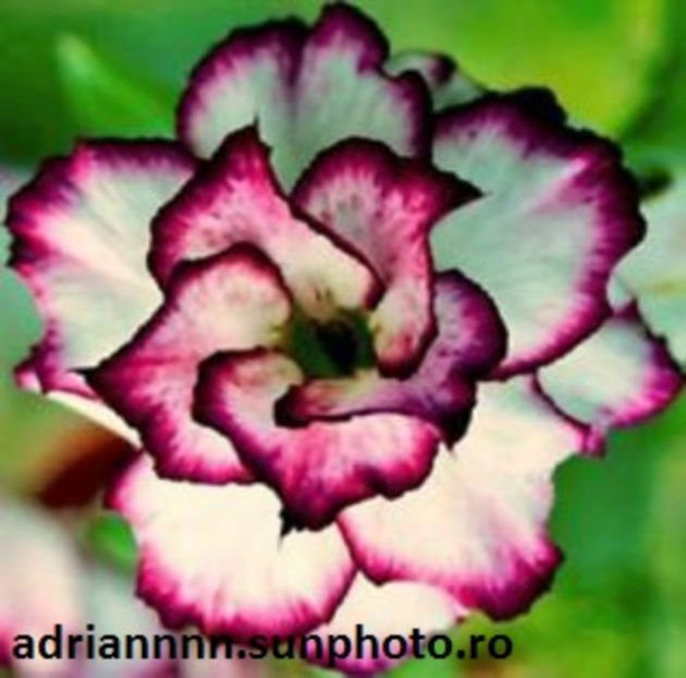 Adenium Doksawai - 1 AA SEMINTE ADENIUM DE VANZARE o noua TRANSA 2023