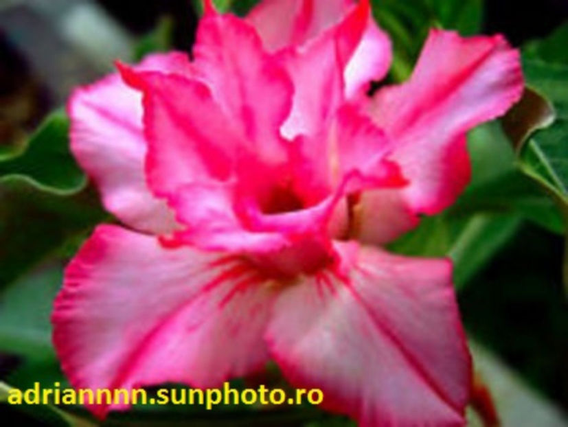 Adenium Jaowpaya - 1 AA SEMINTE ADENIUM DE VANZARE o noua TRANSA 2023