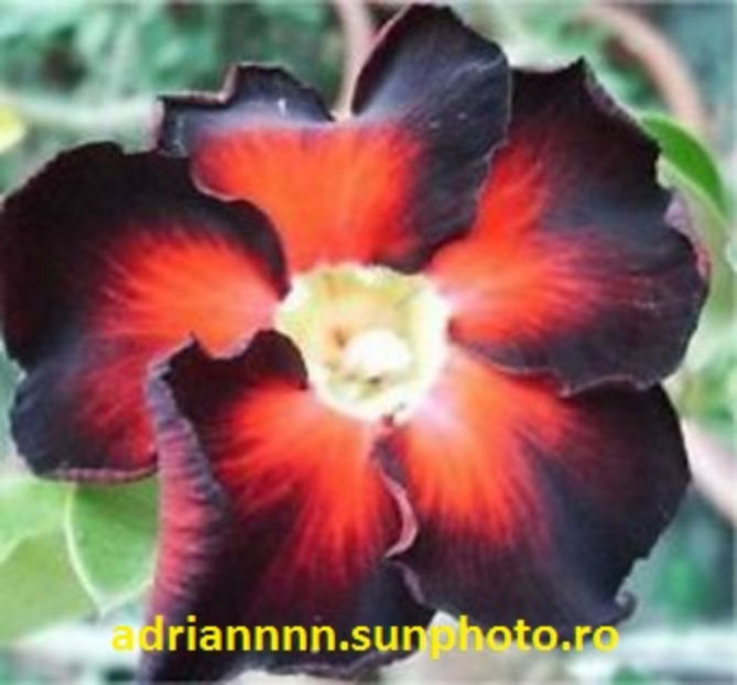 Adenium Black Fire - 1 AA SEMINTE ADENIUM DE VANZARE o noua TRANSA 2023