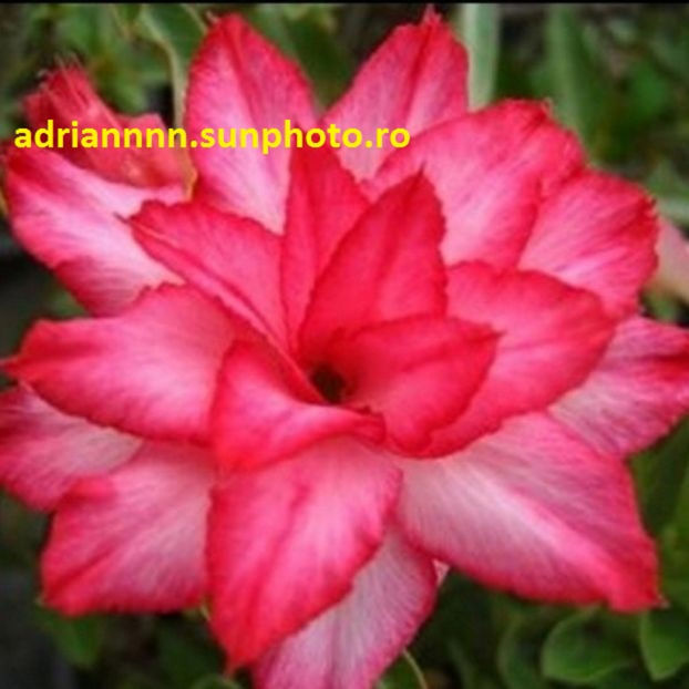 Adenium  Lepmuenang - 1 AA SEMINTE ADENIUM DE VANZARE o noua TRANSA 2023
