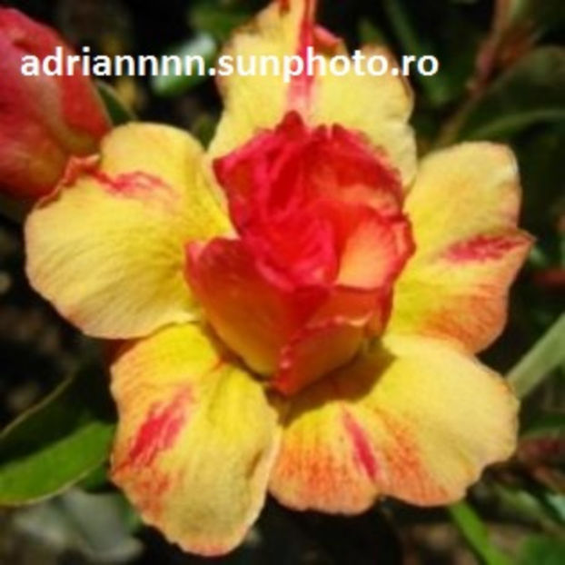 Adenium Tongyord - 1 AA SEMINTE ADENIUM DE VANZARE o noua TRANSA 2023