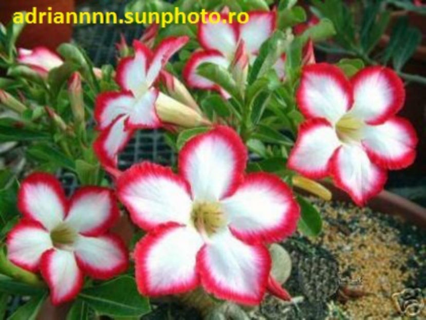 Adenium Super Noble - 1 AA SEMINTE ADENIUM DE VANZARE o noua TRANSA 2023
