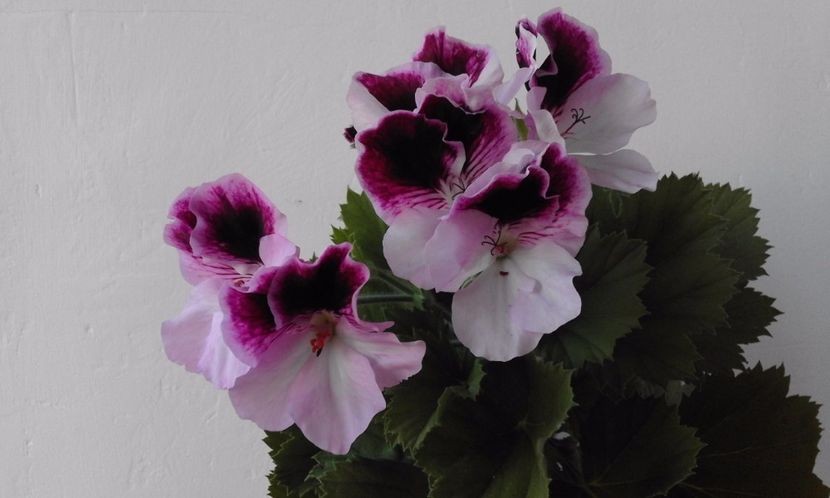 Vicky Clair - Flori 2017