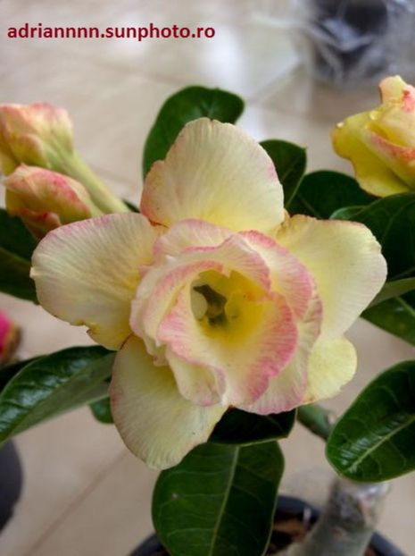 Adenium Aura - 1 AA SEMINTE ADENIUM DE VANZARE o noua TRANSA 2023