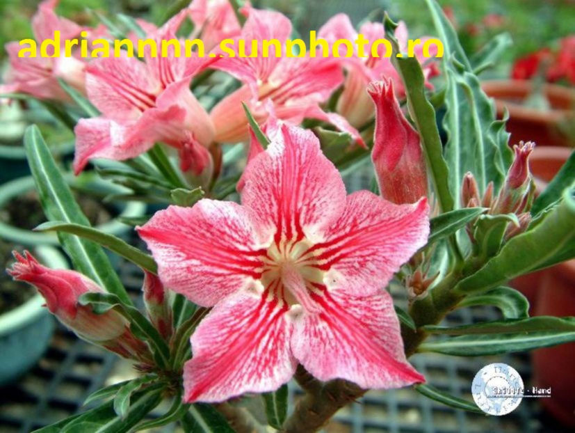 Adenium Dance of Butterfly - 1 AA SEMINTE ADENIUM DE VANZARE o noua TRANSA 2023
