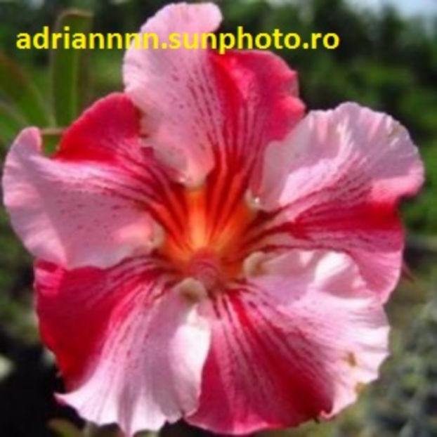 Adenium Lucky-in-Love - 1 AA SEMINTE ADENIUM DE VANZARE o noua TRANSA 2023