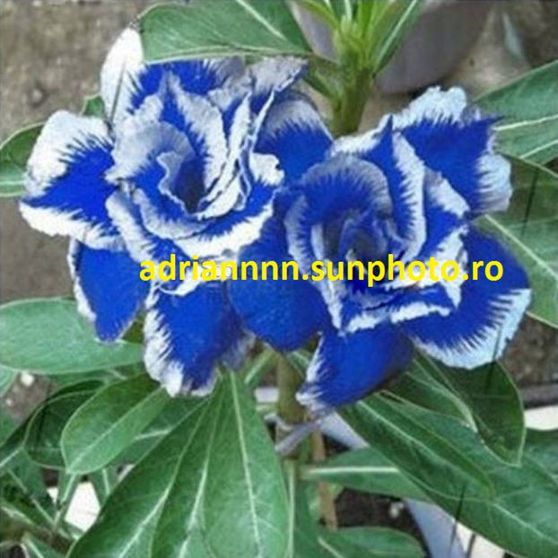 Adenium Rare Blue White - 1 AA SEMINTE ADENIUM DE VANZARE o noua TRANSA 2023