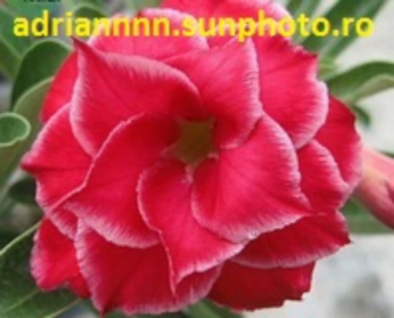 Adenium Sweetheart - 1 AA SEMINTE ADENIUM DE VANZARE o noua TRANSA 2023