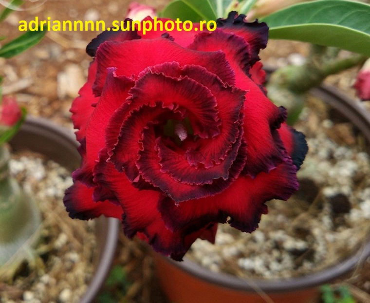 Adenium Great Fortunes - 1 AA SEMINTE ADENIUM DE VANZARE o noua TRANSA 2023