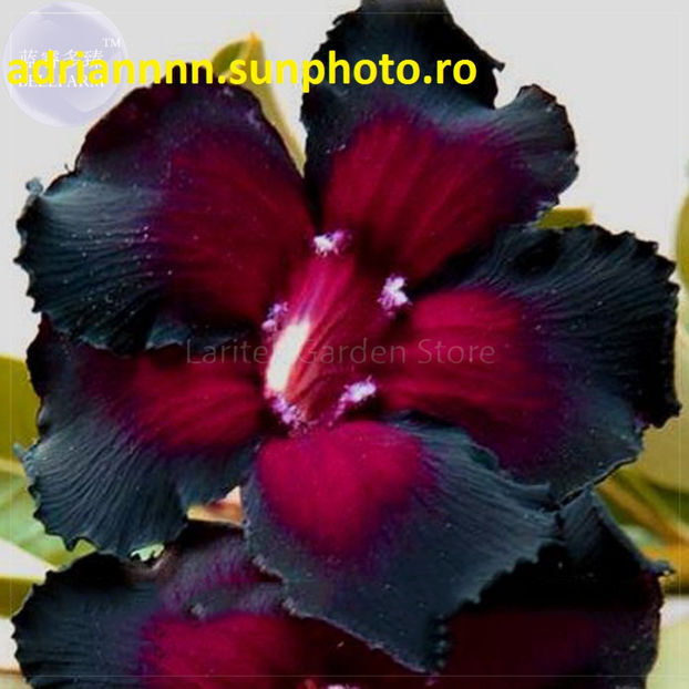 Adenium  'Widtge' Black Hot - 1 AA SEMINTE ADENIUM DE VANZARE o noua TRANSA 2023