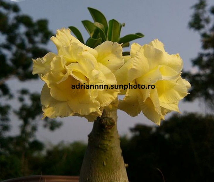 Adenium Invincible Eastern - 1 AA SEMINTE ADENIUM DE VANZARE o noua TRANSA 2023