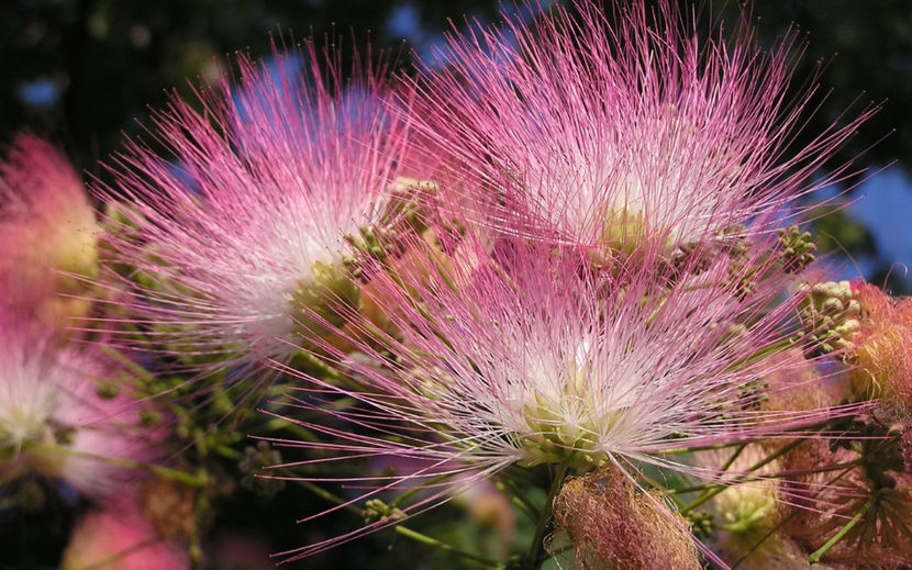 Albizia Julibrissin - Arbore de Matase - AAA DE VANZARE SEMINTE FLORI RARE o noua transa