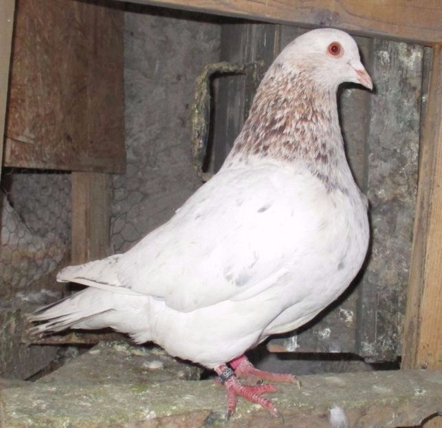 M-2016 inel A 0286 - PERECHEA 08 -Alb gulerat si Rosie -pentru 2017