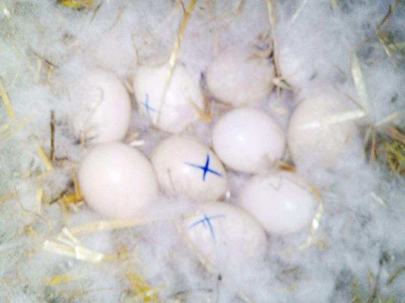 Cuibul - Alta incercare