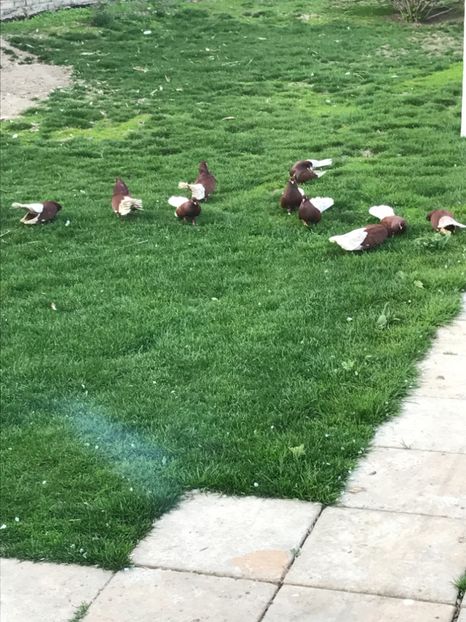  - Ciungi de Bucuresti