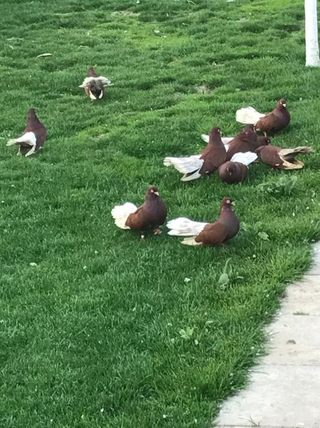  - Ciungi de Bucuresti