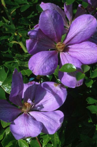 Mrs cholmondeley - Clematite