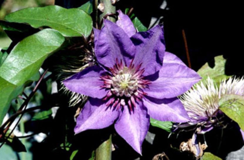 Daniel deronda - Clematite