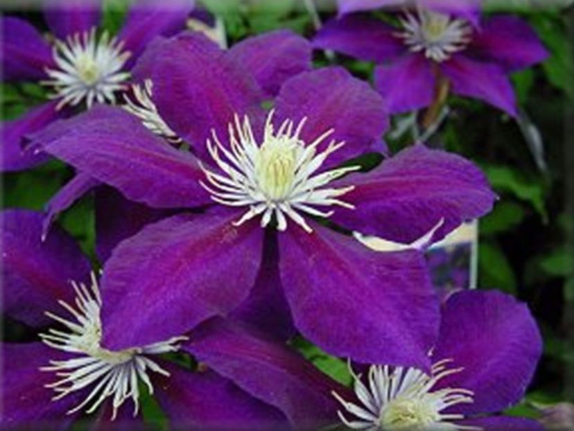 Julka-01 - Clematite