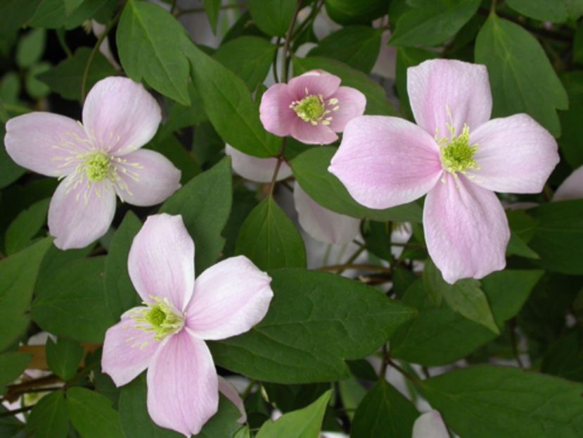 clematis-montana-01-gpp - Clematite