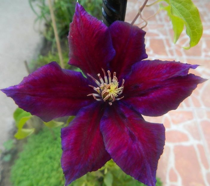 Cardinal rouge - Clematite