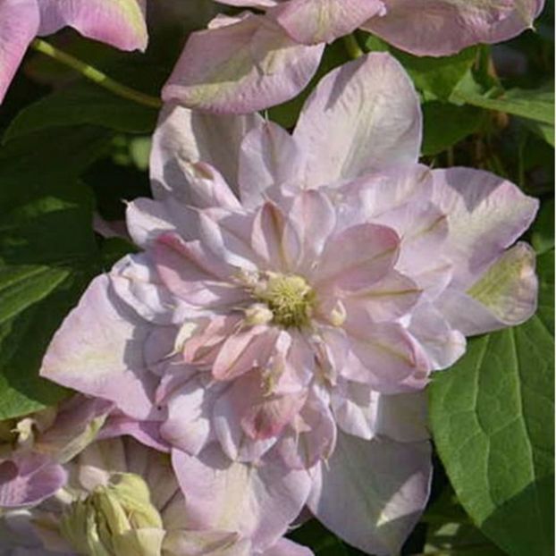 clematis innocent blush - Clematite